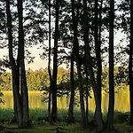 Borowy Glamp Wiecej Niz Campeggio Mecikal